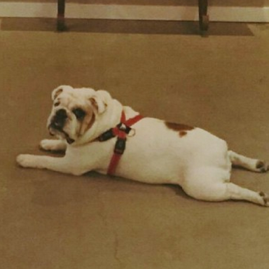 12 Photos Of Bulldogs Moping Around That Truly Capture Their Essence