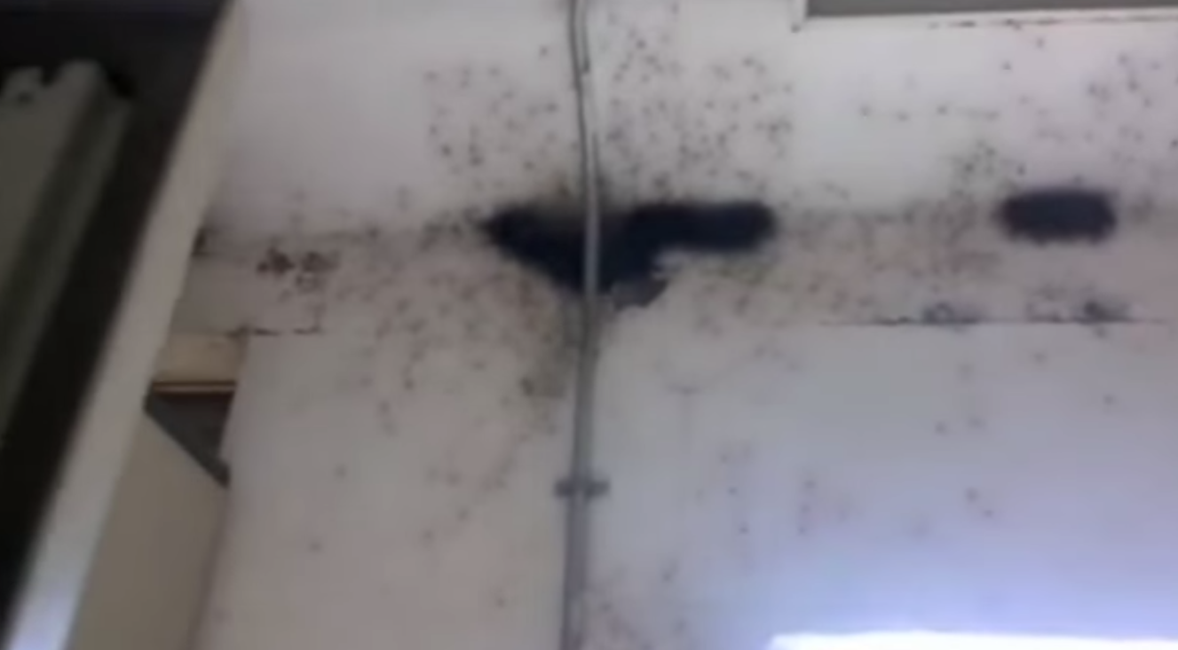 Spiders Are Falling From The Ceiling. This Is Literally Hell On Earth