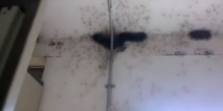 Spiders Are Falling From The Ceiling. This Is Literally Hell On Earth.