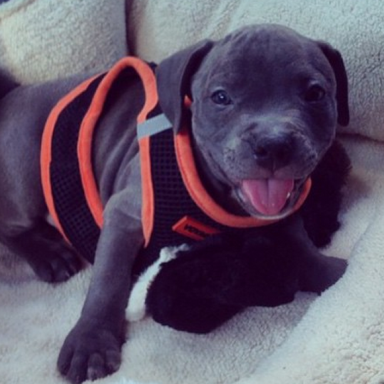 21 Reasons Why You Shouldn’t Rescue Pit Bulls