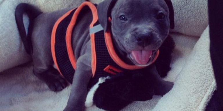 21 Reasons Why You Shouldn’t Rescue Pit Bulls