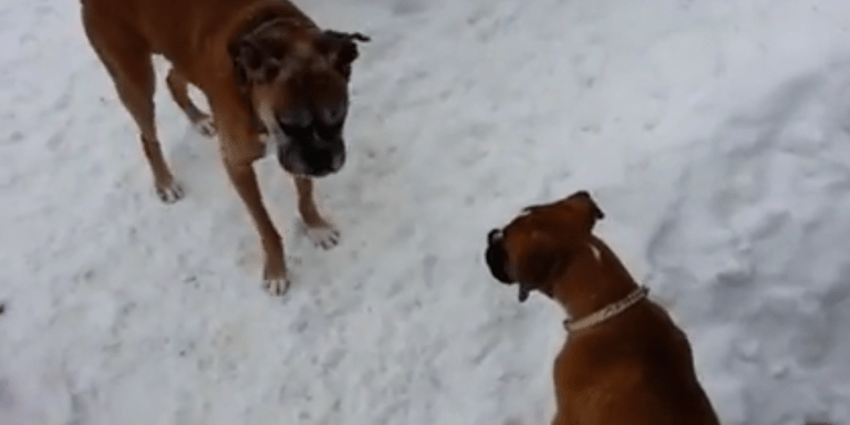 This Old Dog Plays A Trick On This Puppy And It’s The Cutest Thing Ever