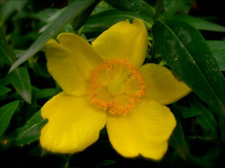 Flickr / Linda Hartley