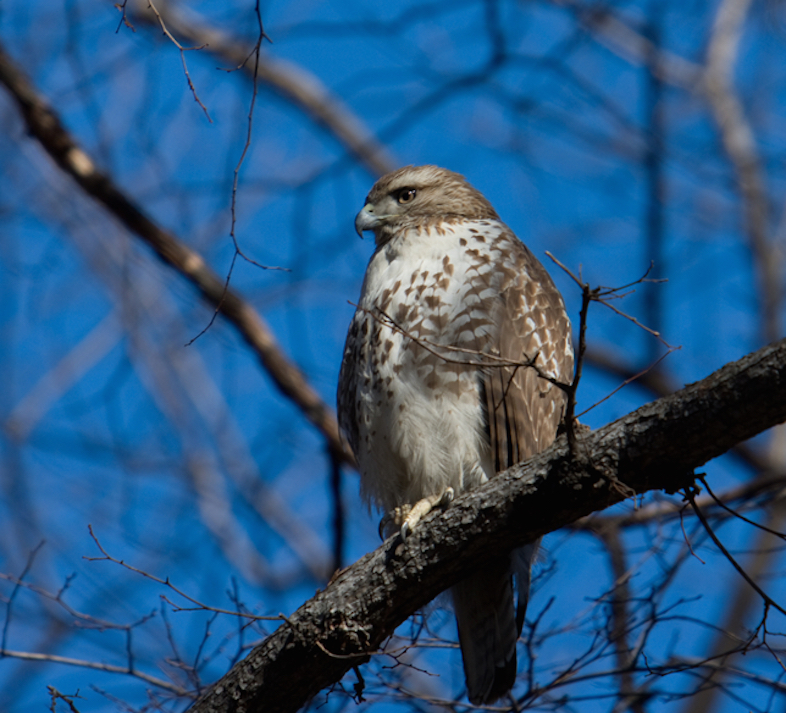 A Guide To The Wonderful Wildlife of New York City | Thought Catalog