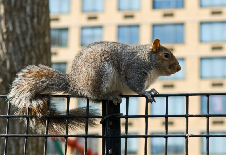 A Guide To The Wonderful Wildlife Of New York City Thought Catalog