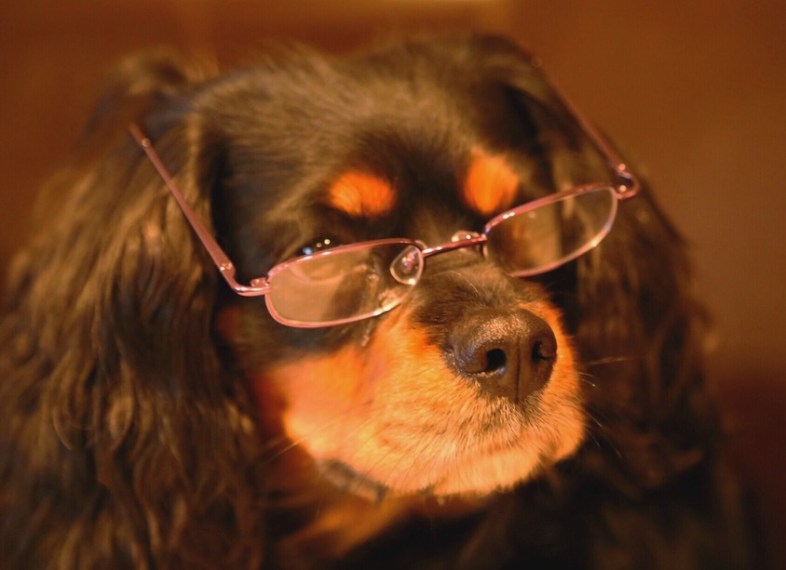 do dogs ever need glasses