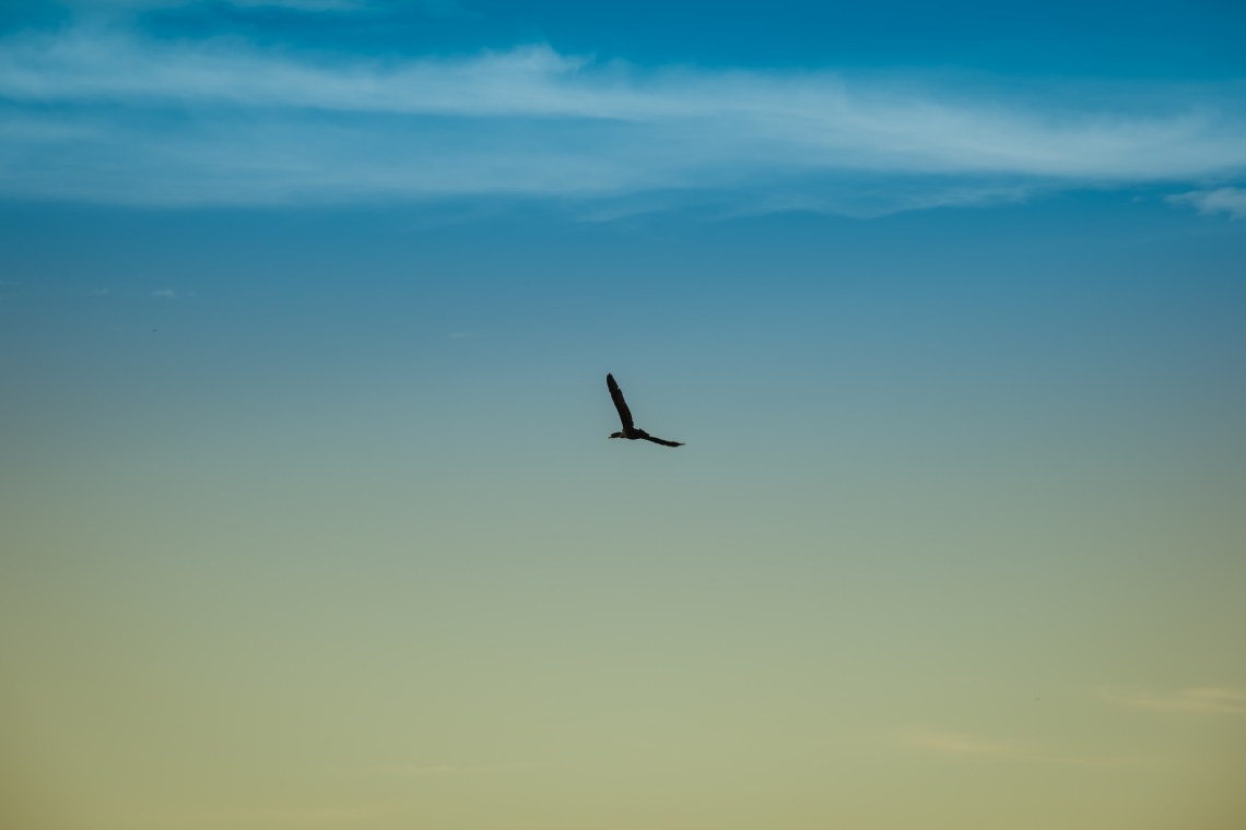 Flickr / Brandon