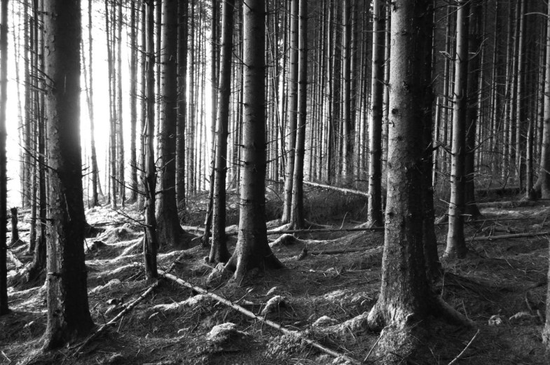 Flickr / Chris Rice