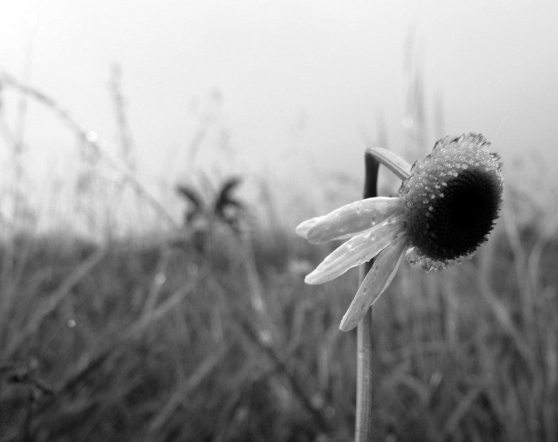Flickr / frankieleon