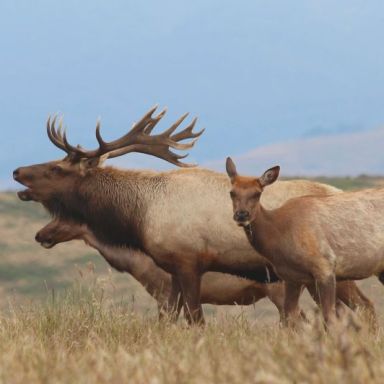 California’s Drought Is So Severe That 250 Elk Literally Died Of Thirst