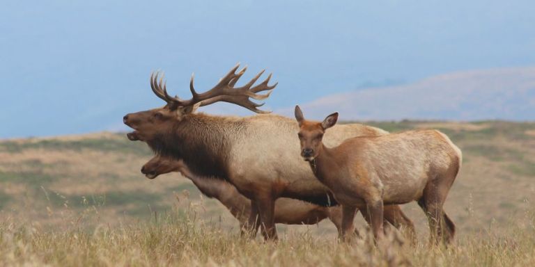 California’s Drought Is So Severe That 250 Elk Literally Died Of Thirst