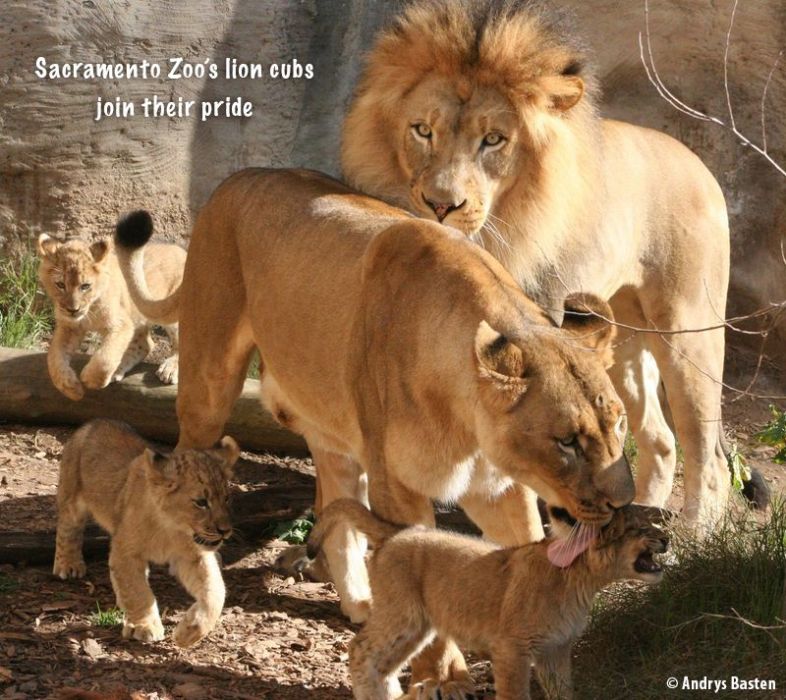 Reprinted with permission of Simon & Schuster Zooborns / Amazon