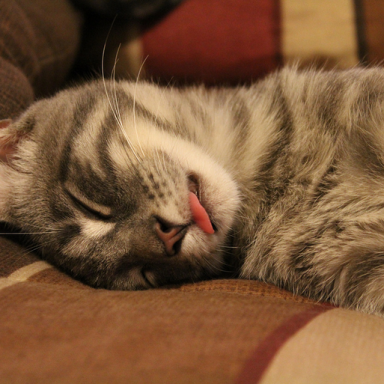 19 Things Only People Addicted To Napping Understand