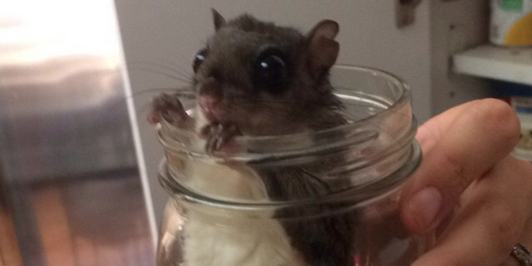 Photos Of This Flying Squirrel Named ‘Goose’ Show Just How Much We All Love Our Very First Pet