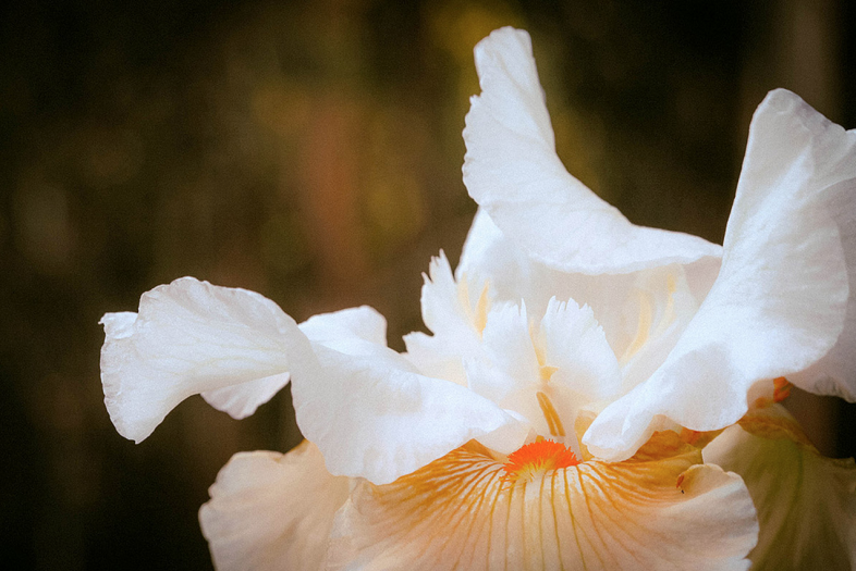 Flickr, Sonny Abesamis