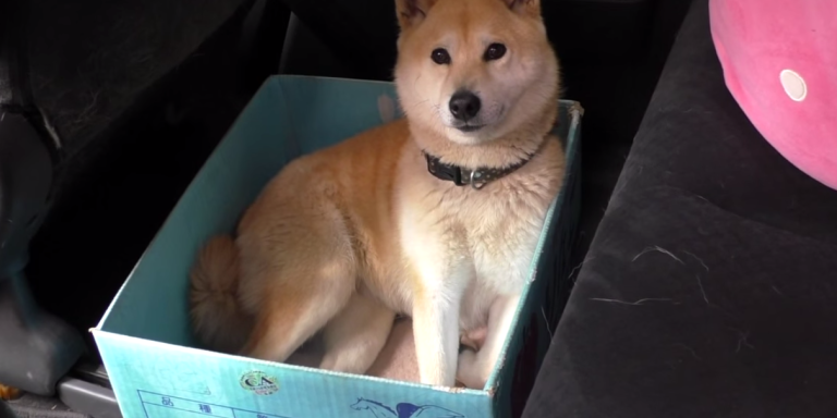 This Poor Shiba Inu Gets Pranked Endlessly By Its Merciless Owner