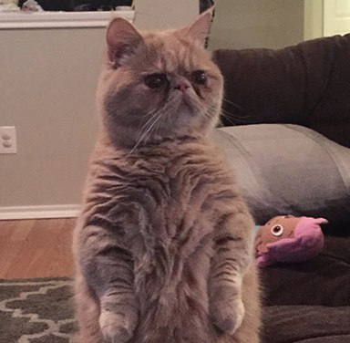 George Is A Cat That Likes To Stand On Two Legs And He’s Tired Of Your Sh*t