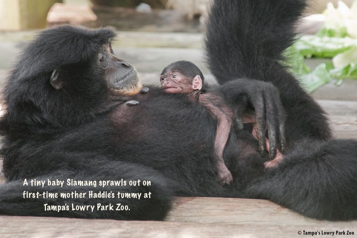 Reprinted with permission of Simon & Schuster Zooborns / Amazon