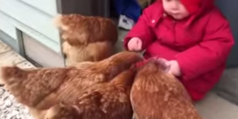 Enjoy Watching This Little Girl Faceplant On The Ground While Feeding Some Chickens