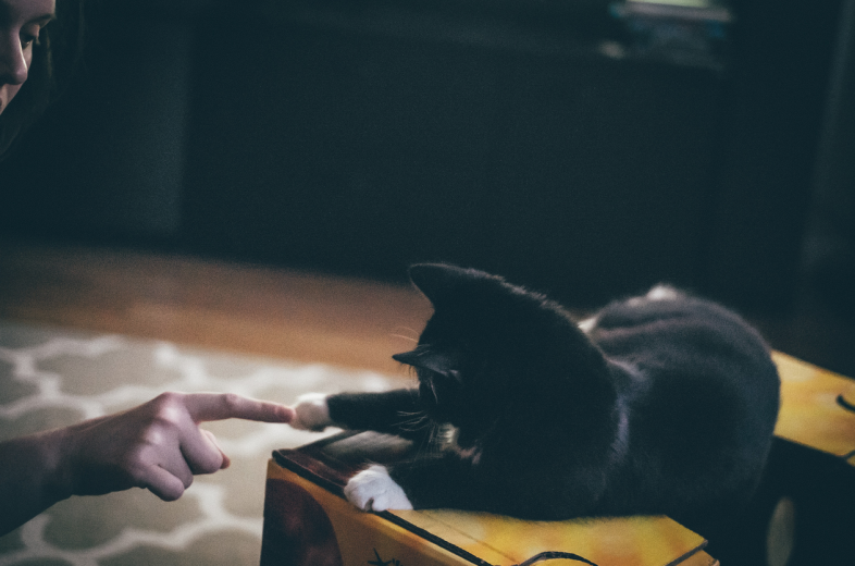 Flickr, Steven Guzzardi