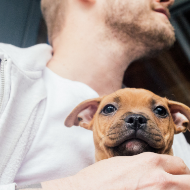 17 Signs You Really Just Want A Dog, Not A Boyfriend