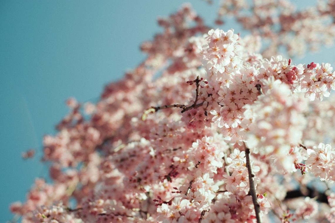 Flickr / Takashi Kashiwaya