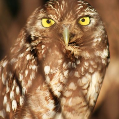 When I Was A Little Kid My Family Illegally Adopted An Owl, And This Is What Happened