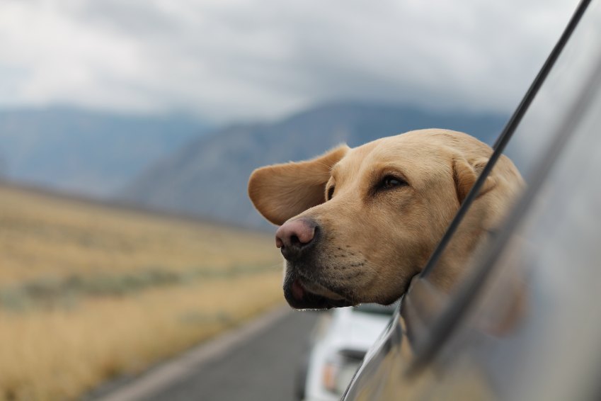17 Basic Differences Between Dog People And Cat People