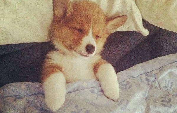 19 Adorable Photos Of Puppies All Tucked In For Their Little Nap