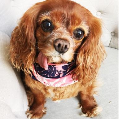 This Adorable Toothless Rescue Dog Is The Cutest Thing On Instagram!