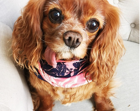 This Adorable Toothless Rescue Dog Is The Cutest Thing On Instagram!