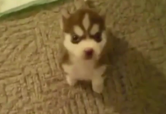 This Adorable Husky Has The Worst Potty Mouth…EVER