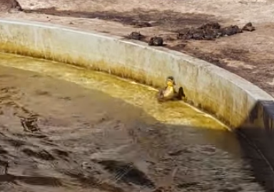 Two Helpful Hippos Lifted A Trapped Duckling Out Of A Pool