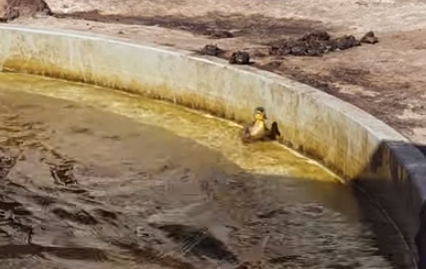 Two Helpful Hippos Lifted A Trapped Duckling Out Of A Pool
