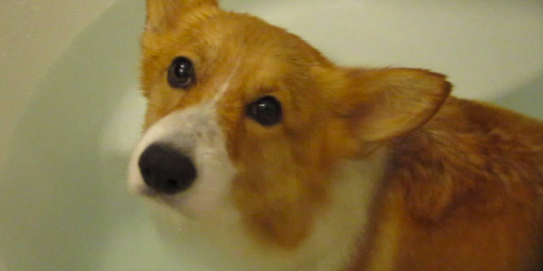 DID YOU KNOW THAT CORGI BUTTS FLOAT?
