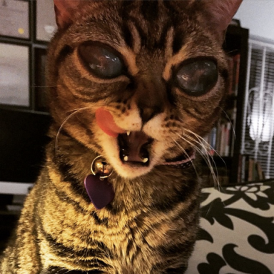 Meet Matilda, The Alien Cat Who Is A Viral Instagram Star