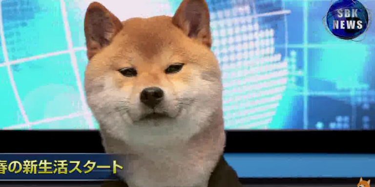 The World Would Be A Better Place If Shiba Inus Presented The News Every Night