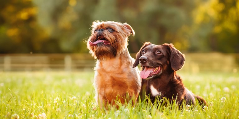 11 Unexpected Ways Owning A Dog Enriches Your Life
