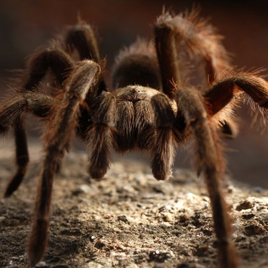 Over 25,000 F*cking Spiders Have Invaded This Australian Town