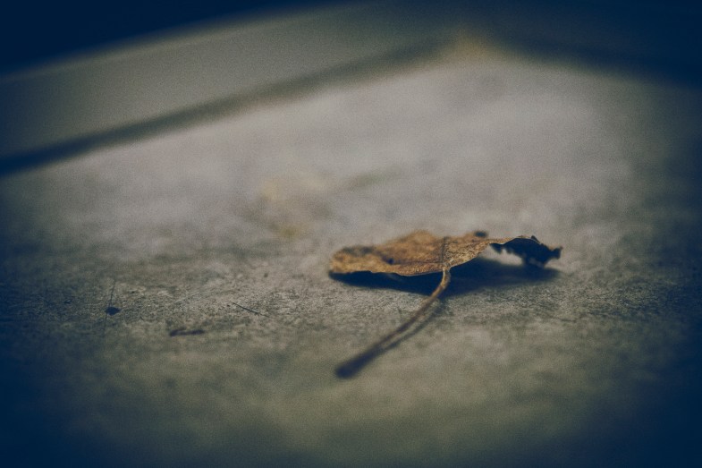 Flickr / marco monetti