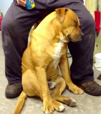 This Exhausted Dog Who Is #Done With Being Awake Is Our ‘End Of The Workday’ Spirit Animal