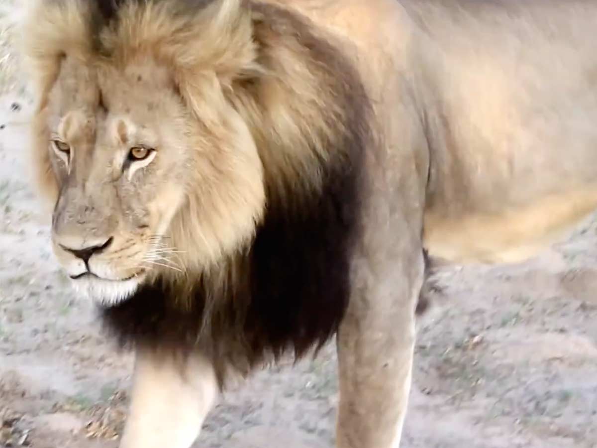 In Honor Of Cecil The Lion: 70 Powerful Quotes About Animal Rights