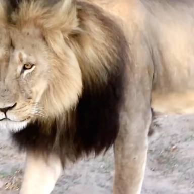In Honor Of Cecil The Lion: 70 Powerful Quotes About Animal Rights