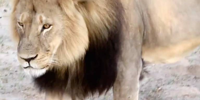 In Honor Of Cecil The Lion: 70 Powerful Quotes About Animal Rights