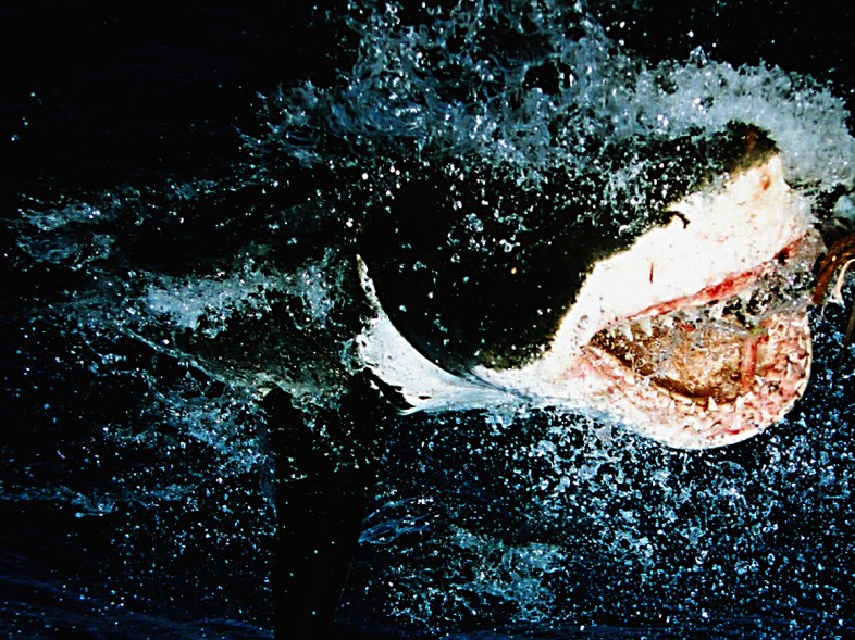 Blood In The Surf: 13 Insanely Brutal Shark Attacks | Thought Catalog