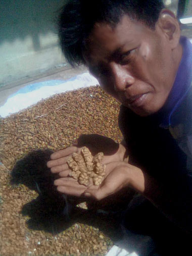 goat digested coffee beans