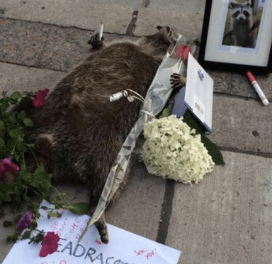 Toronto Honors And Remembers Dead Raccoon In Bizarre Sidewalk Vigil