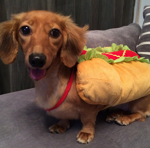 Check Out These Adorable Wiener Dogs Celebrating National Hot Dog Day ...