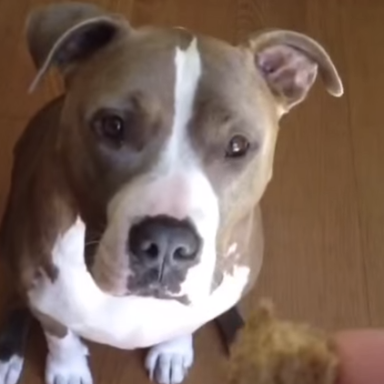 Owner Tried To Trick This Pit Bull Into Eating Veggies, But He Knew Better
