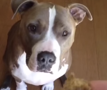 Owner Tried To Trick This Pit Bull Into Eating Veggies, But He Knew Better